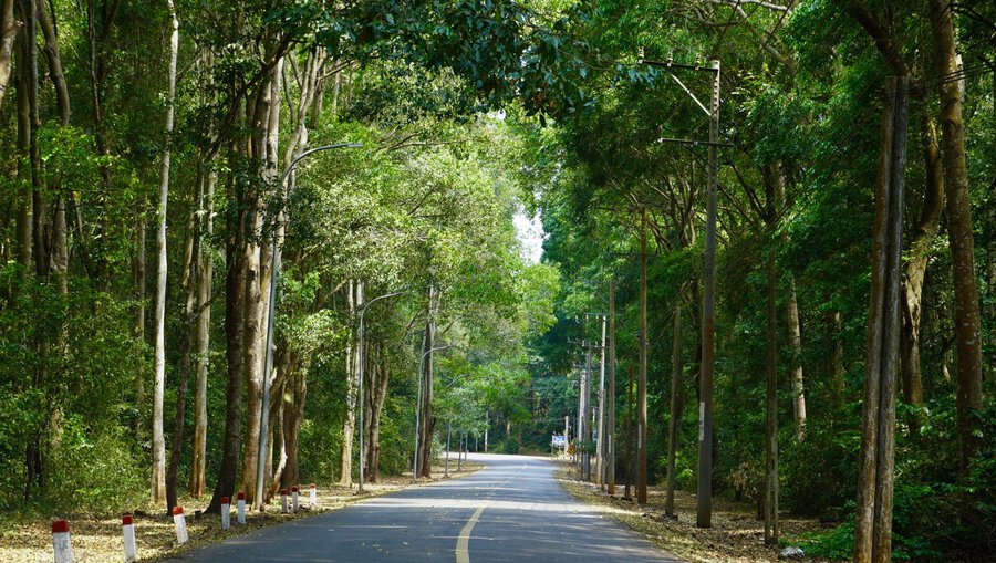 Tán rừng xanh mát tại khu bảo tồn thiên nhiên Bình Châu - Phước Bửu Tán rừng xanh mát tại khu bảo tồn thiên nhiên Bình Châu - Phước Bửu